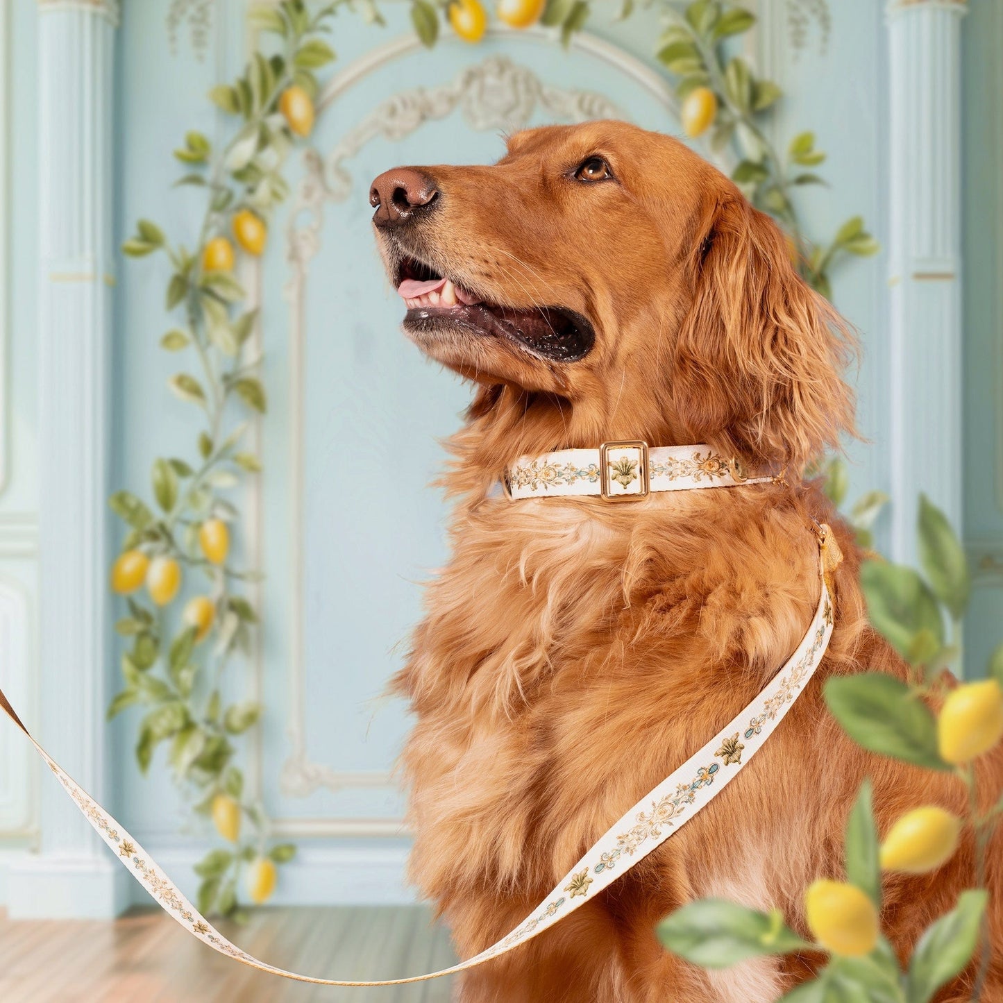 Lemonella Dog Collar